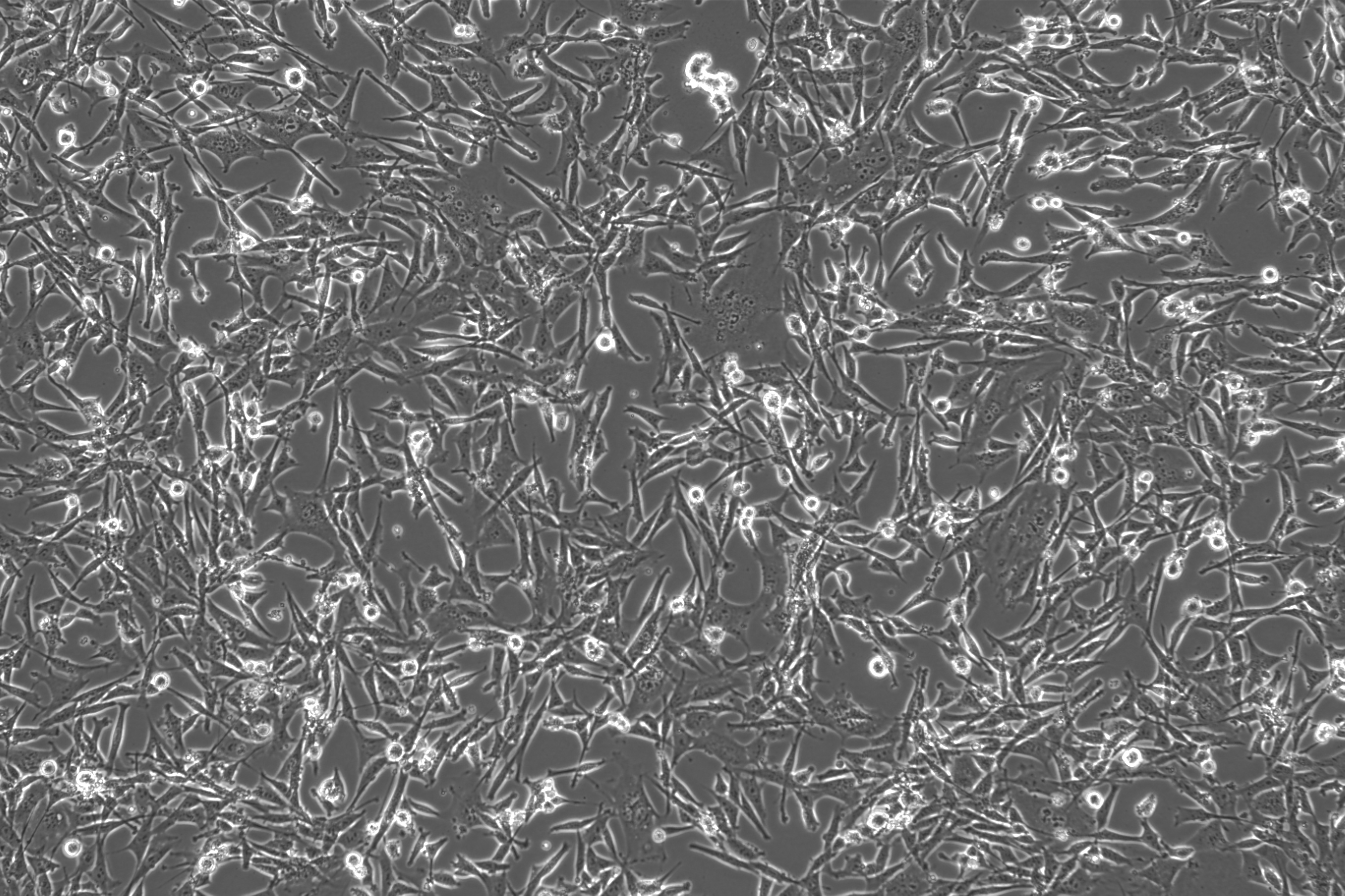 OriCell<sup>®</sup>3T3-L1 with Luciferase