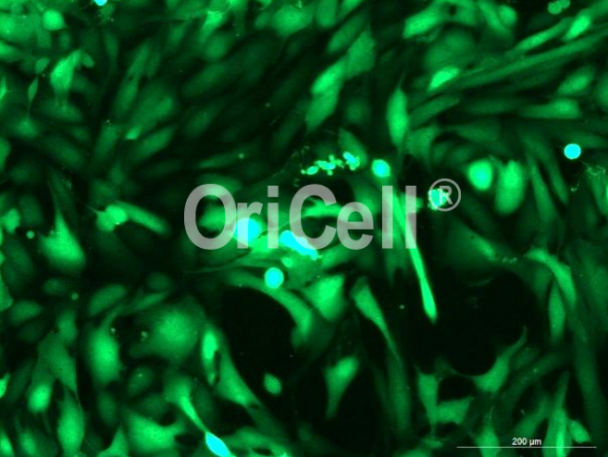 OriCell<sup>®</sup>786-O with Luciferase & GFP