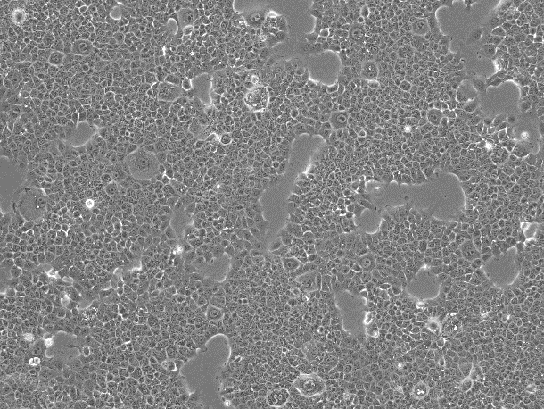 OriCell<sup>®</sup>AML-12 小鼠正常肝细胞系