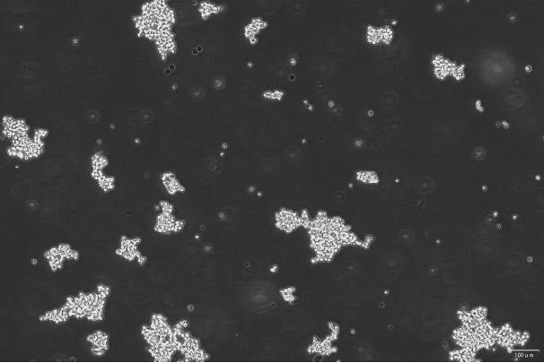 OriCell<sup>®</sup>D341 Med 人髓母细胞瘤细胞系