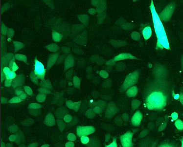 None OriCell<sup>®</sup>GL261 with Luciferase & GFP M8-0305