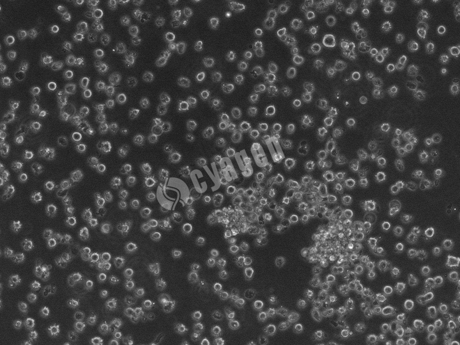 iPSC-HPC（造血祖细胞）