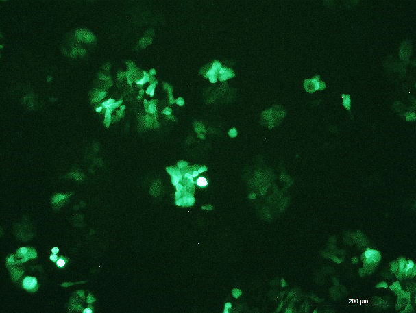 None OriCell<sup>®</sup>HT-29 with GFP H1-0703