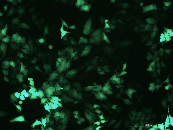 OriCell<sup>®</sup>Hela with GFP
