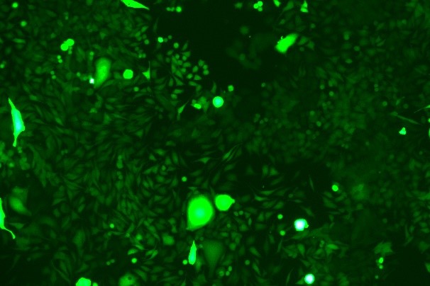 None OriCell<sup>®</sup>KLN 205 with GFP M0-0203
