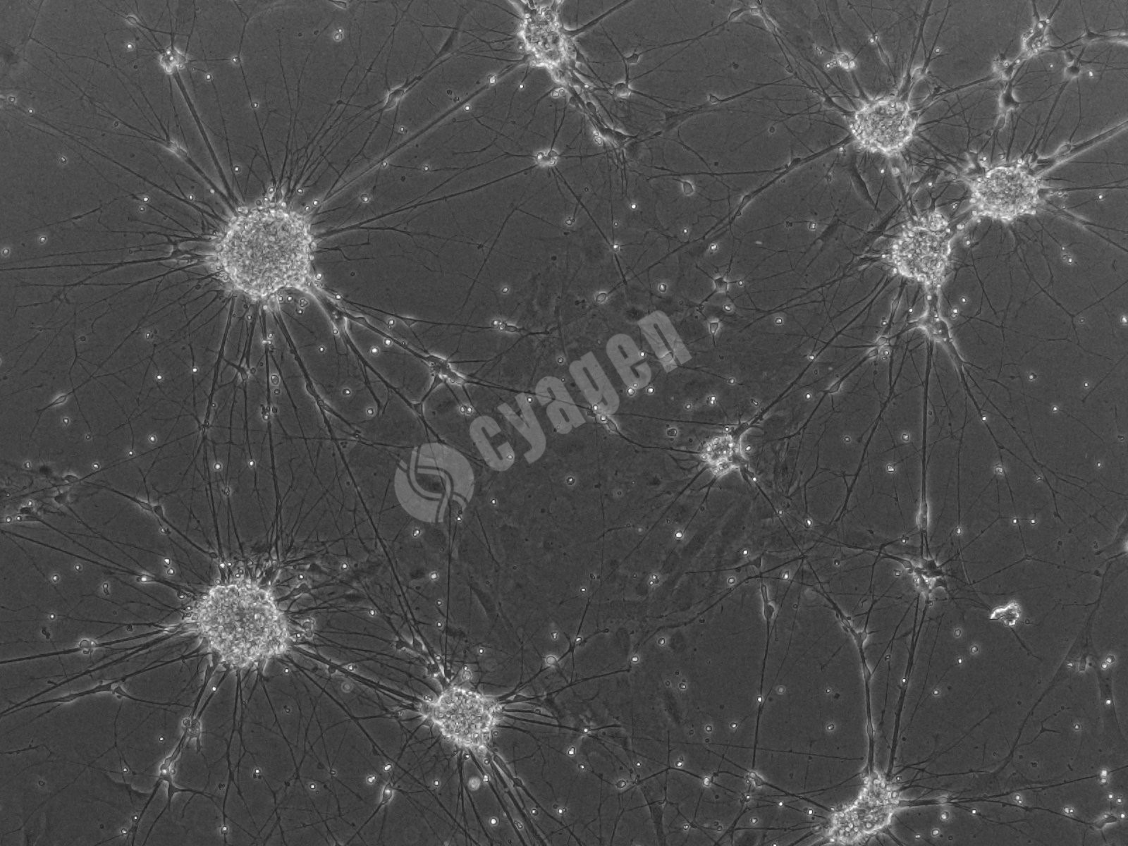 iPSC-MN（运动神经元细胞）