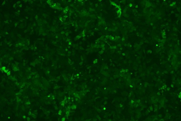 None OriCell<sup>®</sup>NCI-H1975 with Luciferase & GFP H0-0305