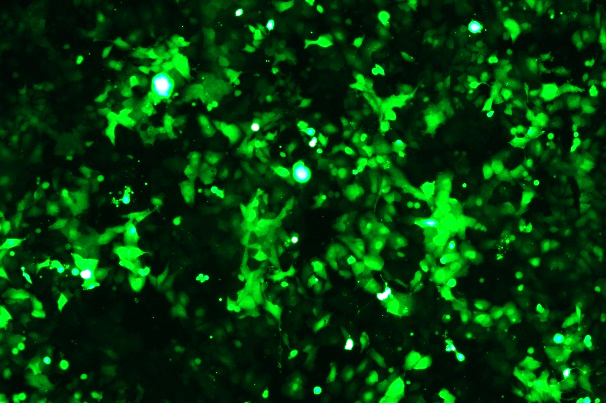 OriCell<sup>®</sup>NCI-H23 with GFP