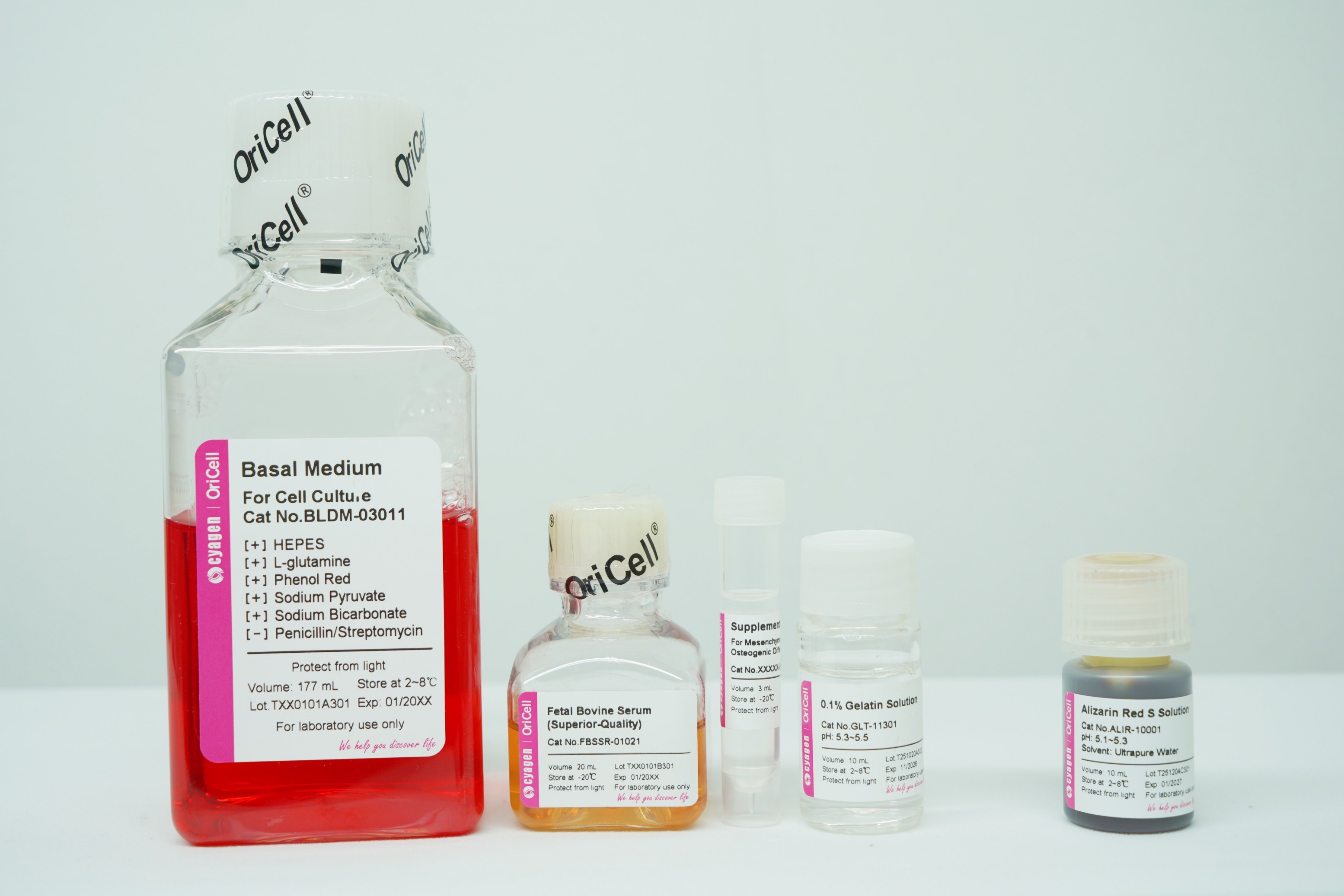 OriCell<sup>®</sup>骨髓间充质干细胞成骨诱导分化试剂盒（多用型）