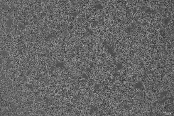 OriCell<sup>®</sup>CAL-33 人舌磷癌细胞系