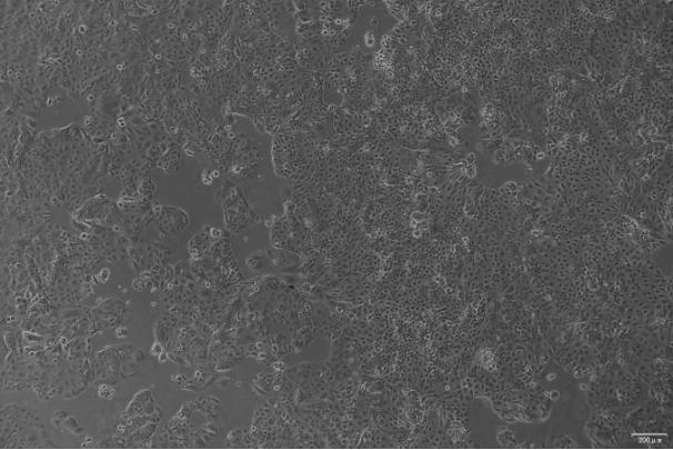 OriCell<sup>®</sup>HT-1197 人膀胱癌细胞系