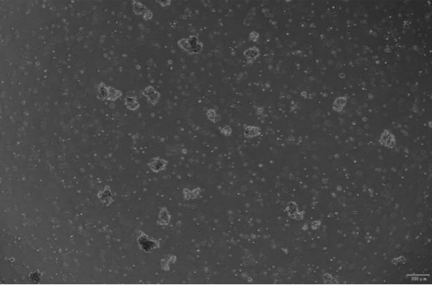 OriCell<sup>®</sup>MC/CAR 人外周血淋巴细胞系