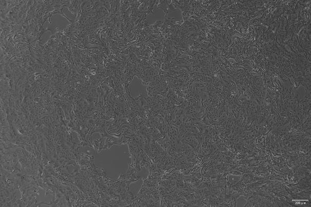 OriCell<sup>®</sup>MDCK 犬肾细胞系