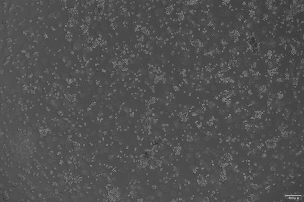 OriCell<sup>®</sup>NCI-H2106 非小细胞肺癌细胞系