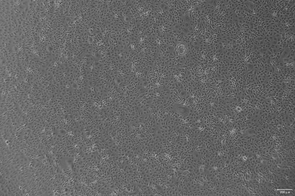 OriCell<sup>®</sup>SF763 人脑瘤细胞系