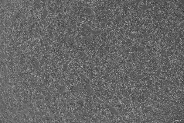 OriCell<sup>®</sup>SK-N-DZ 人神经母细胞瘤细胞系