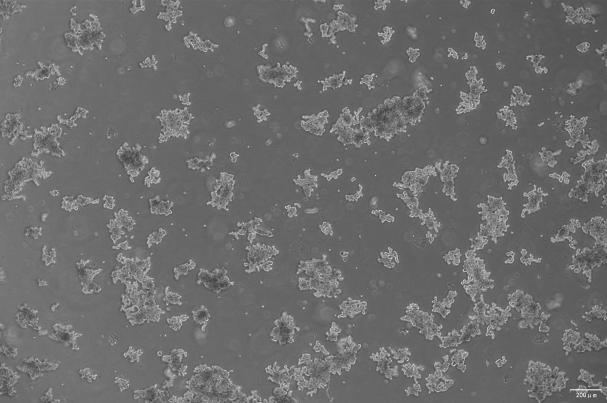 OriCell<sup>®</sup>WERI-Rb-1 人视网膜神经胶质瘤细胞系
