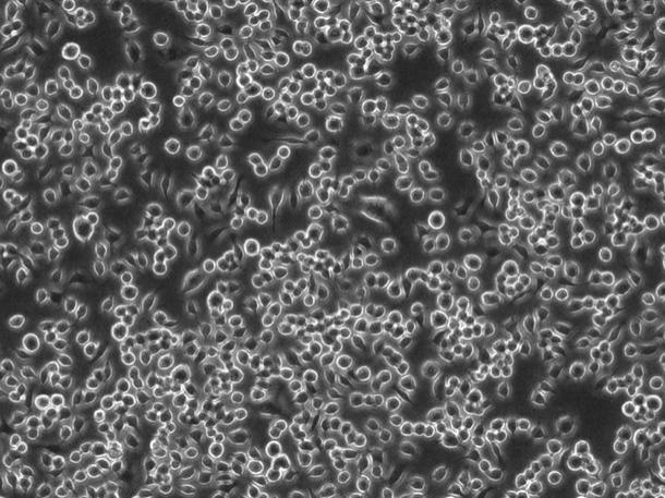 OriCell<sup>®</sup>RAW264.7 小鼠单核细胞白血病细胞系