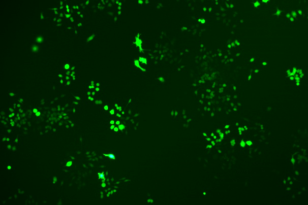 None OriCell<sup>®</sup>RAW 264.7 with GFP M3-0103