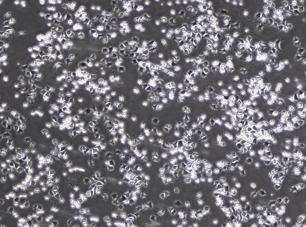 OriCell<sup>®</sup>RLE-6TN大鼠肺泡II型细胞系