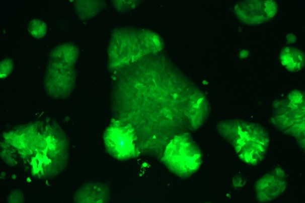 None OriCell<sup>®</sup>RT4 with GFP H4-1903