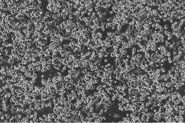 OriCell<sup>®</sup>SW48 人结肠腺癌细胞系