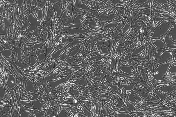 OriCell<sup>®</sup>Super Tube 狗肾细胞系